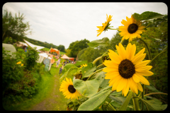 rotzgoeren-festival-isachsen-dsc_6195